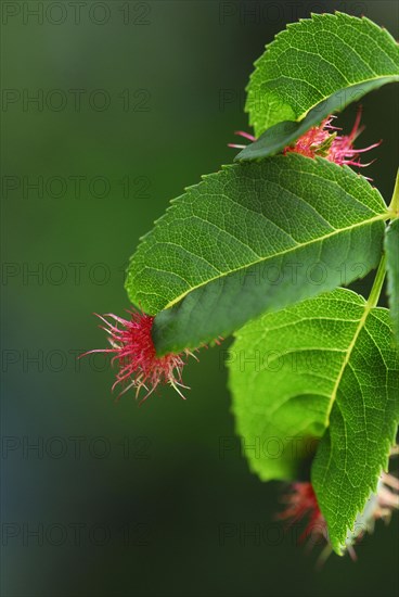 Mossyrose gall wasp