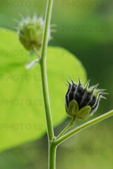 Lime-leaved hollyhock