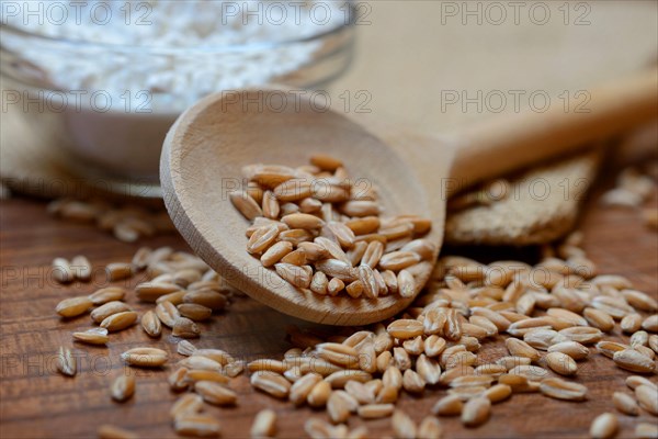 Dinkel wheat