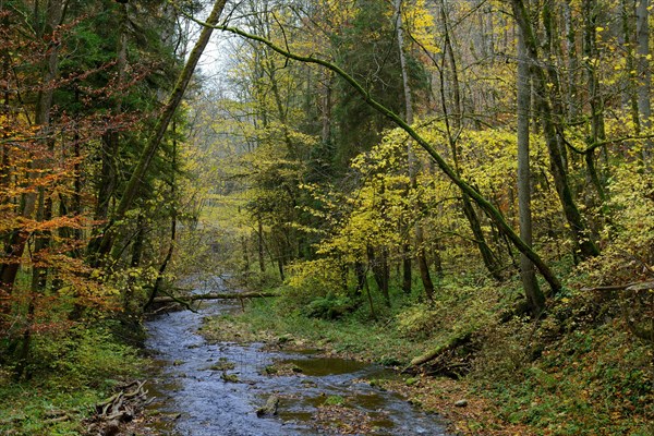 Wutach Gorge