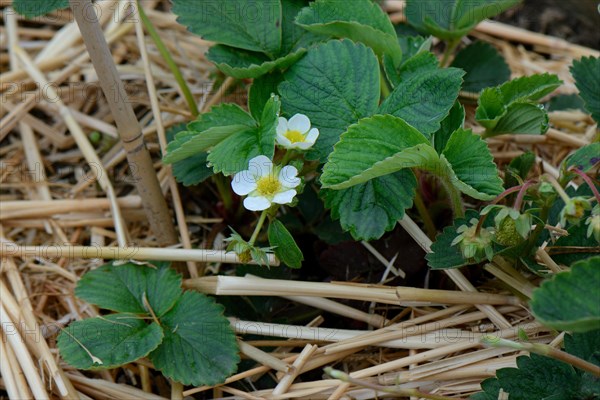 Strawberry plant with straw base