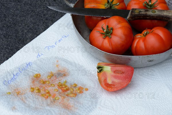 Tomatoescores on household paper