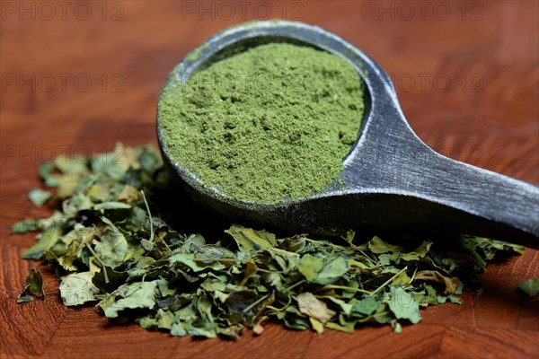 Moringa leaves and Moringa powder in wooden spoon