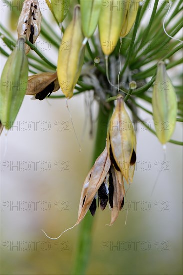 Ornamental Lily