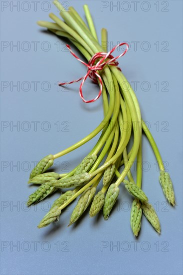 Pyrenees-Star-of-Bethlehem