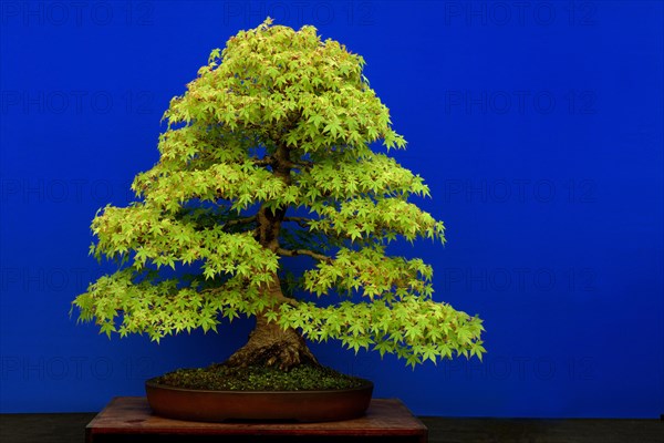 Bonsai tree