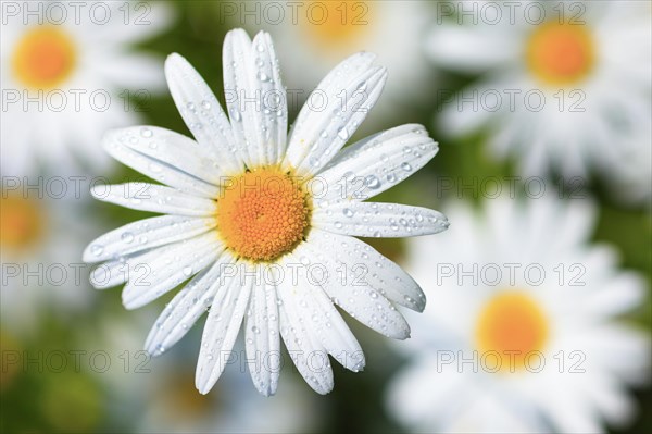 Ox-eye daisy