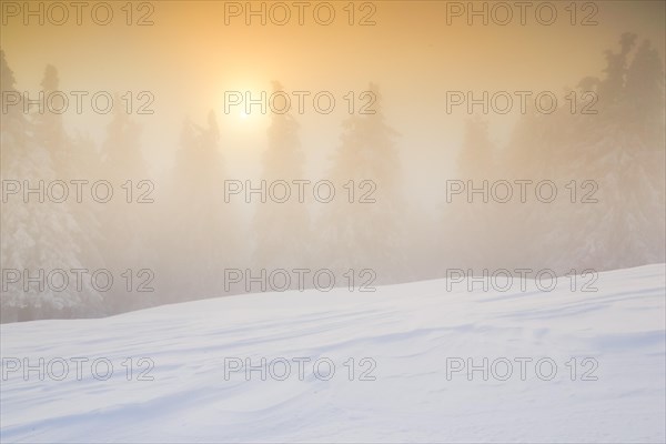 Winter forest in fog