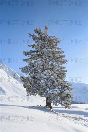 Snowy fir tree