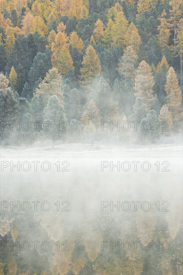 Larch and spruce forest on Lake Stazersee