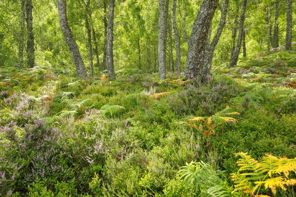 Birch forest