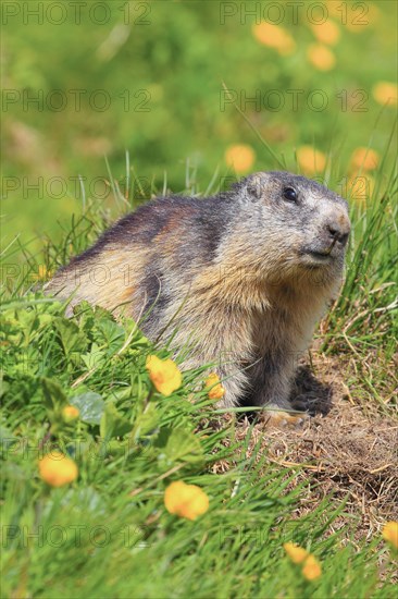 Alpine Marmot