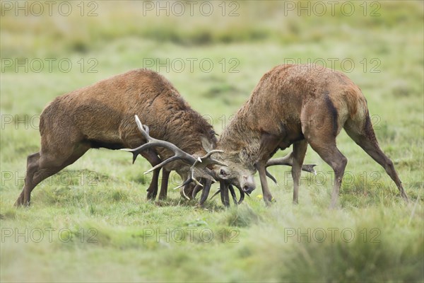 Red Deer or Hart