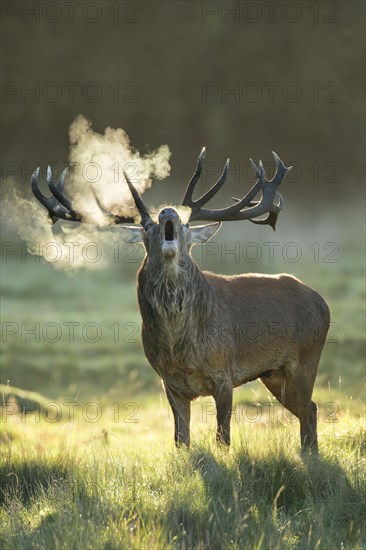 Red deer in Richmond Park