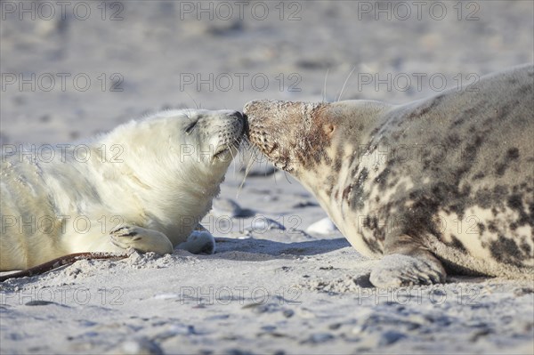 Grey seal