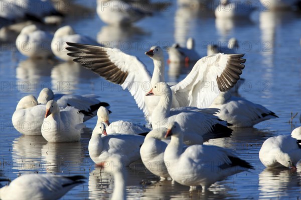 Snow goose