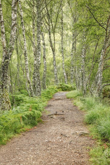 Footpath in birch forest