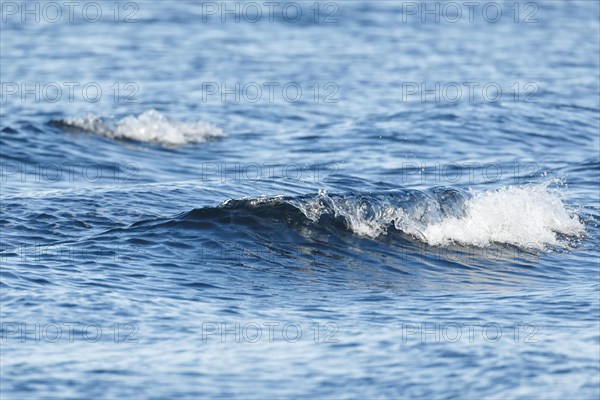 Blue sea with light swell