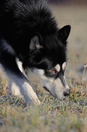 Alaskan Malamute