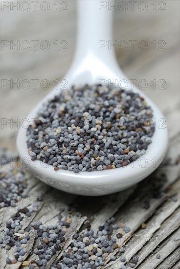 Blue poppy seed in porcelain spoon