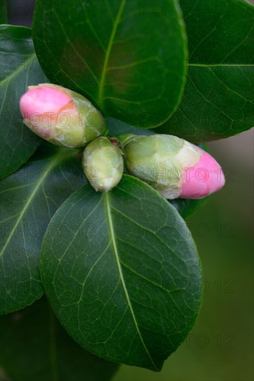 Japanese Camellia