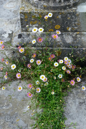 Mexican fleabane