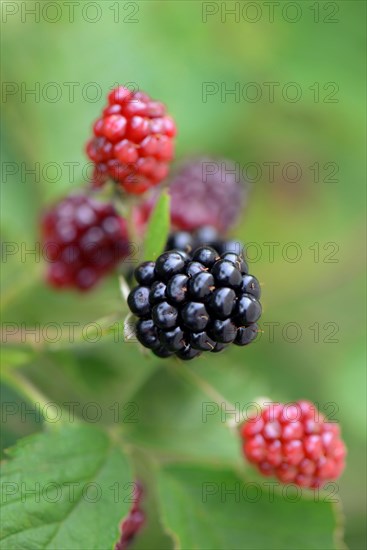 Blackberry