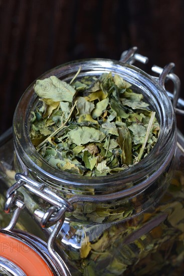 Dried Moringa leaves