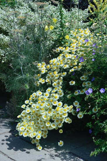 Flowerbed with Ox-eye daisies