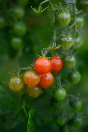 Wild tomato