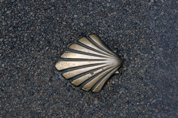 Scallop in asphalt