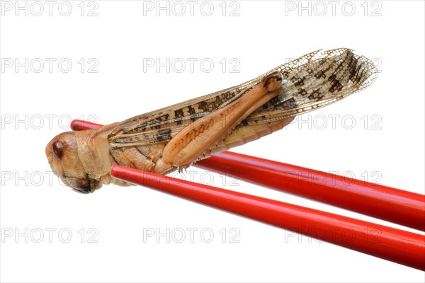 Dried locust with chopsticks