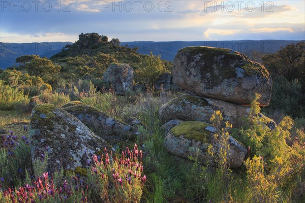 Typical landscape in the Sierra de Andujar National Park