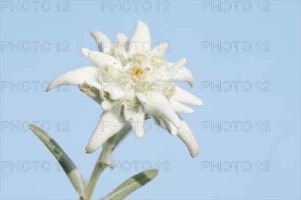 Alpine Edelweiss