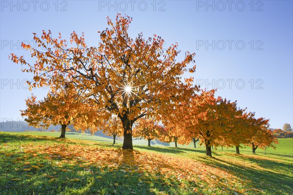 Cherry trees in autumn