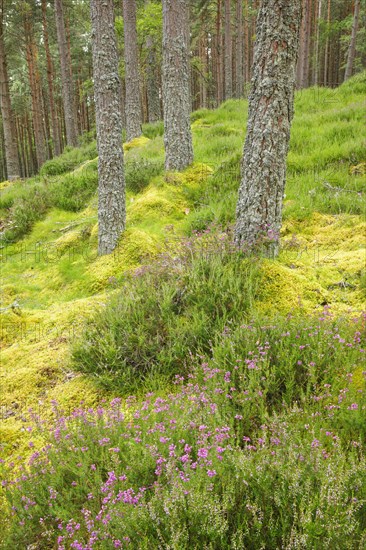 Caledonian pine forest