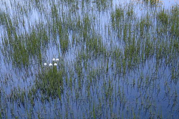 Cottongrass