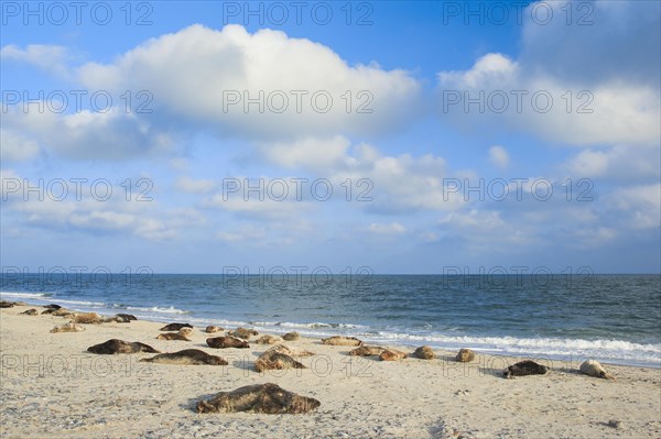 Grey seal colony