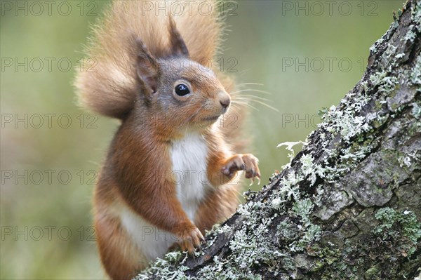 Eurasian red squirrel