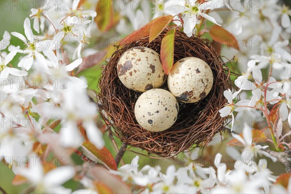 Nest in weeping pear tree