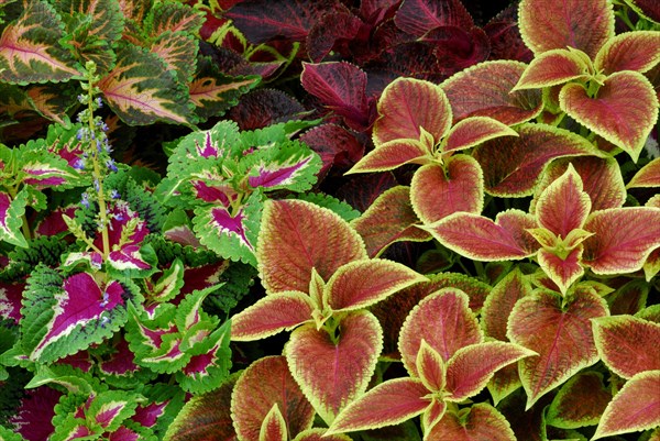 Coleus nettle