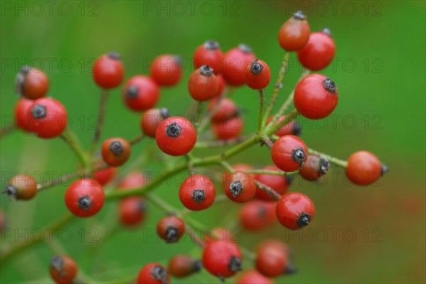 Rose hips of the multiflora rose