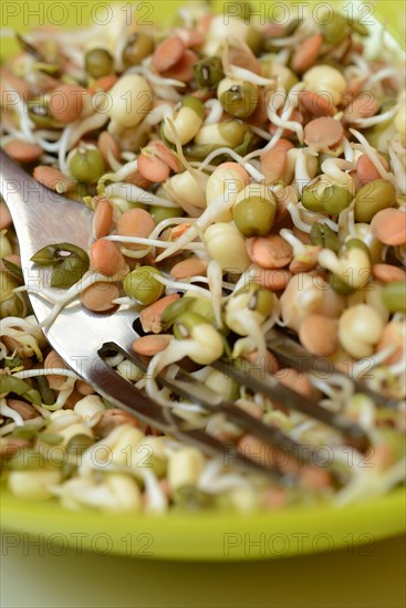 Mixed sprouts of lentils