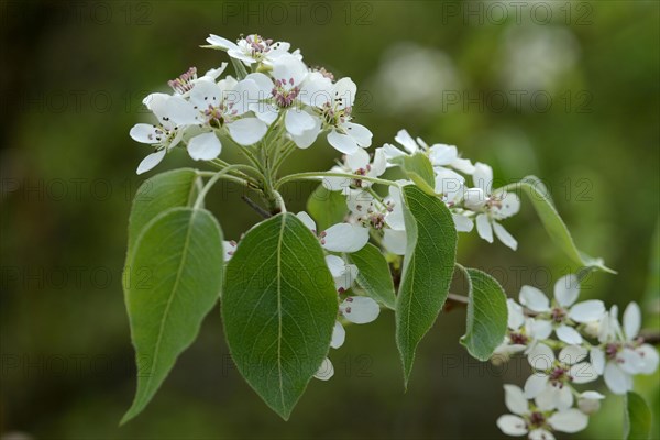 Birch leaf pear