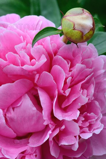 Peony