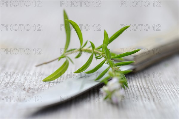 Summer savory