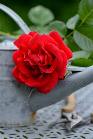 Rose blossom with watering can and garden shears