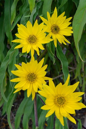 Maximilian sunflower