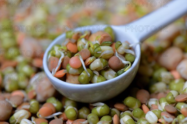 Mixed sprouts of lentils