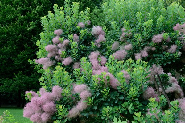 Wig Bush